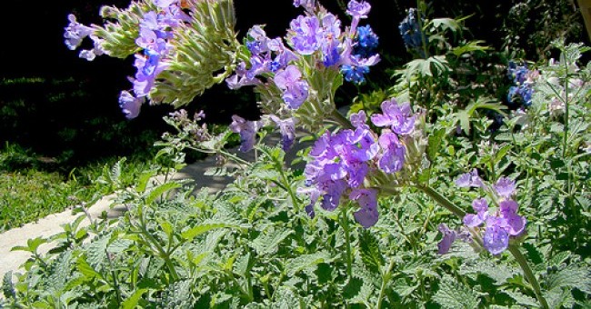 Nepeta cataria